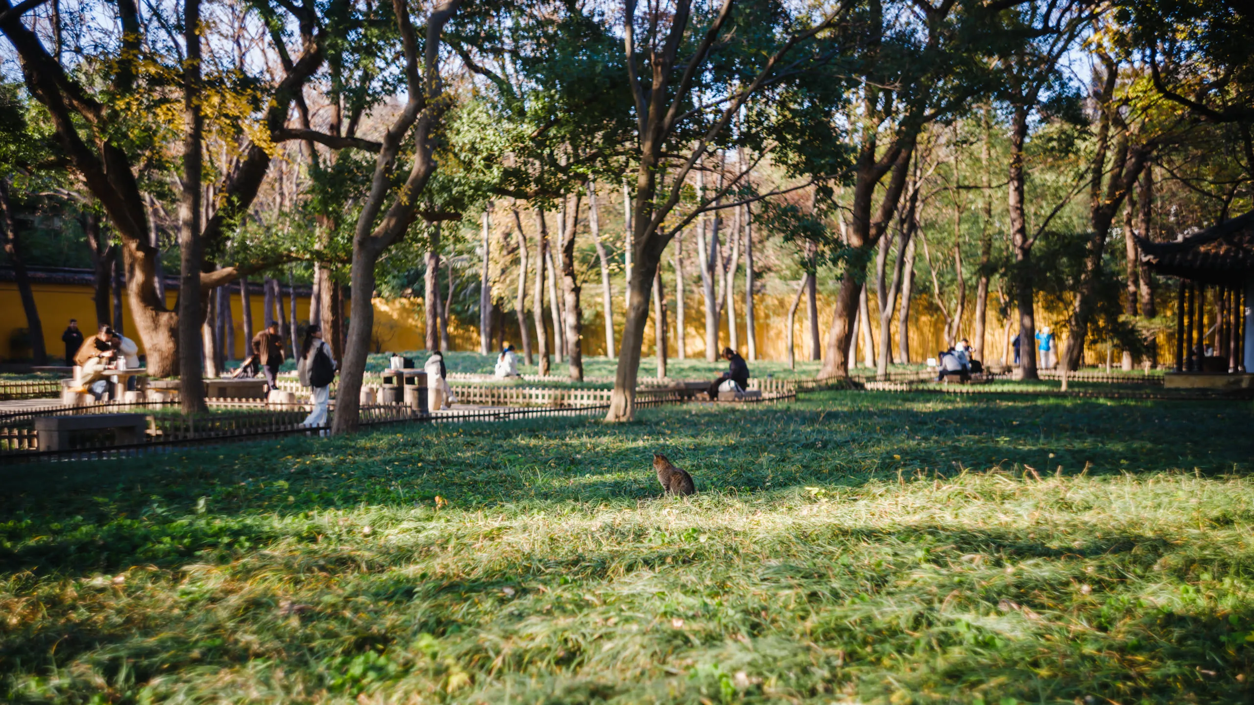 一只猫远远地蹲在草坪中间