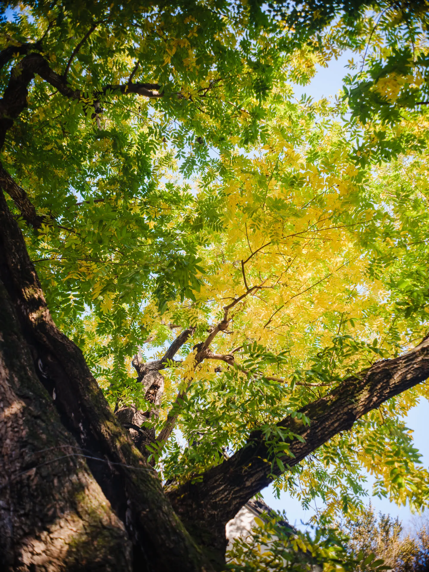 黄色与绿色透出不同的光感