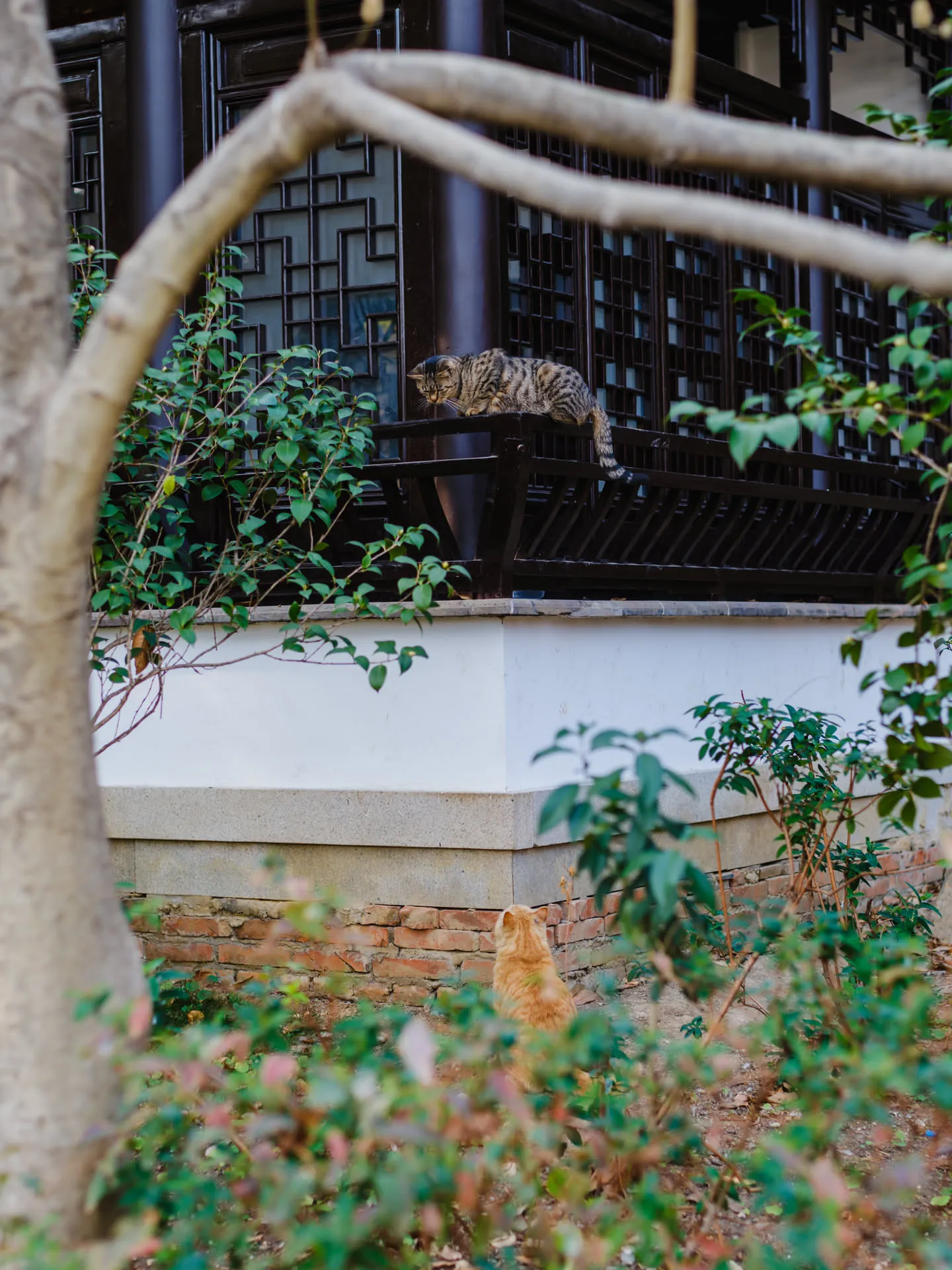 狸花与橘猫上下对视