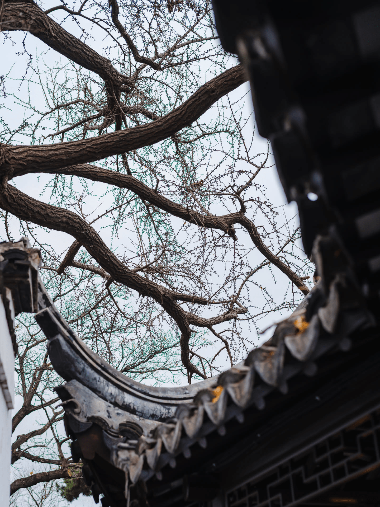 绿边应该处理一下的，不了解镜头特性的可能会误以为发芽了。