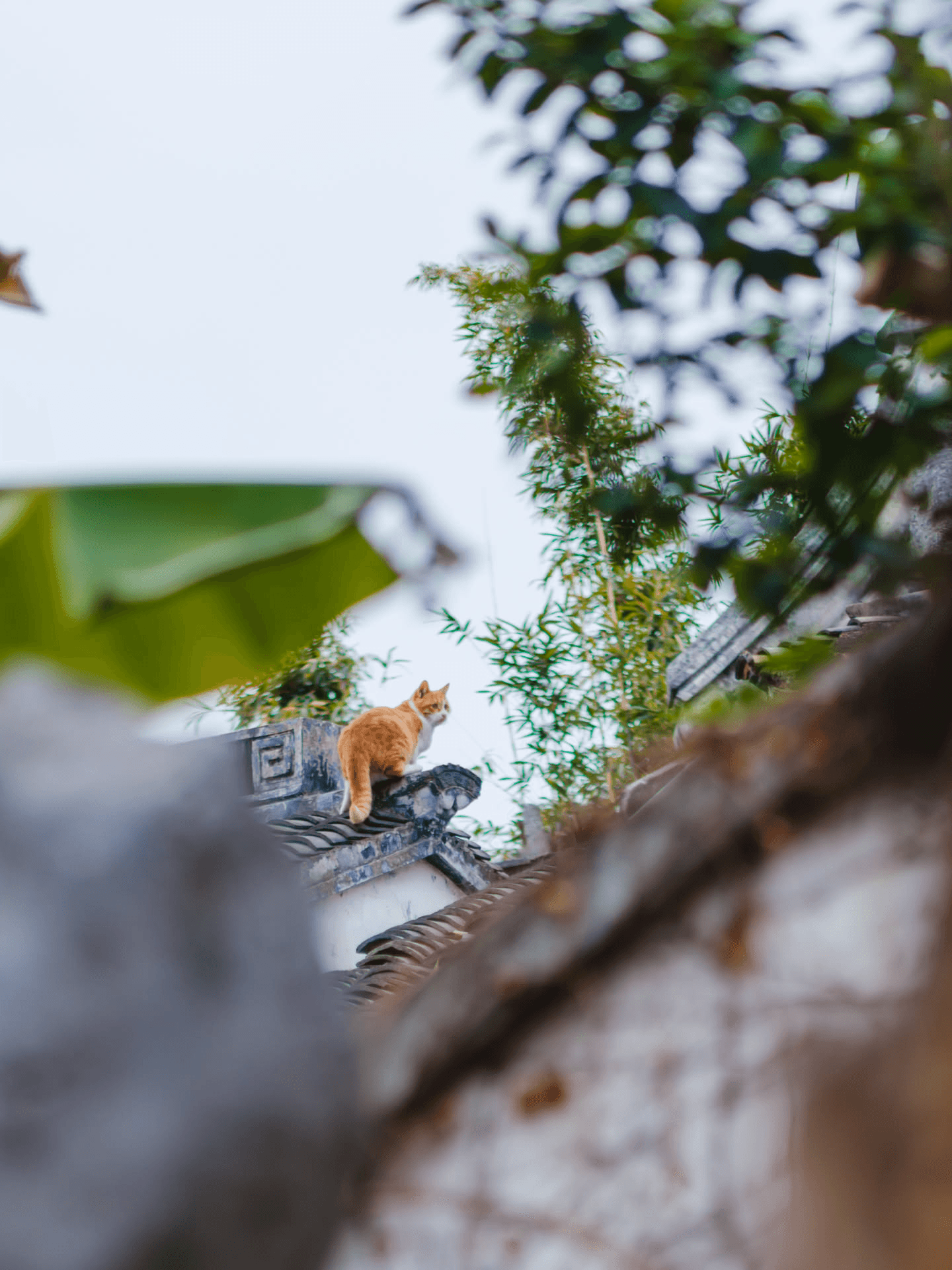 四号猫咪，同样靠后期裁切