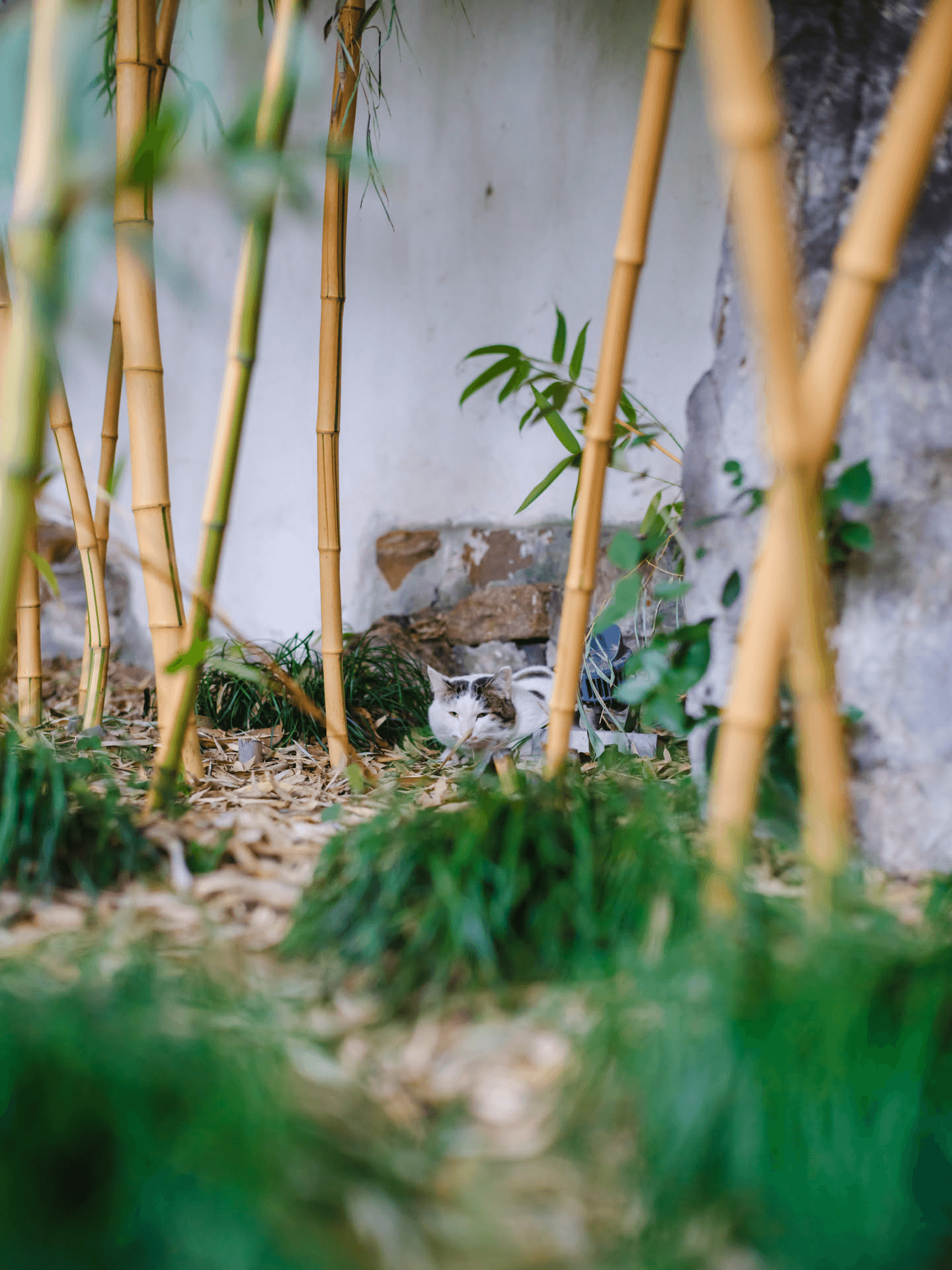 二号猫咪，像个憨憨