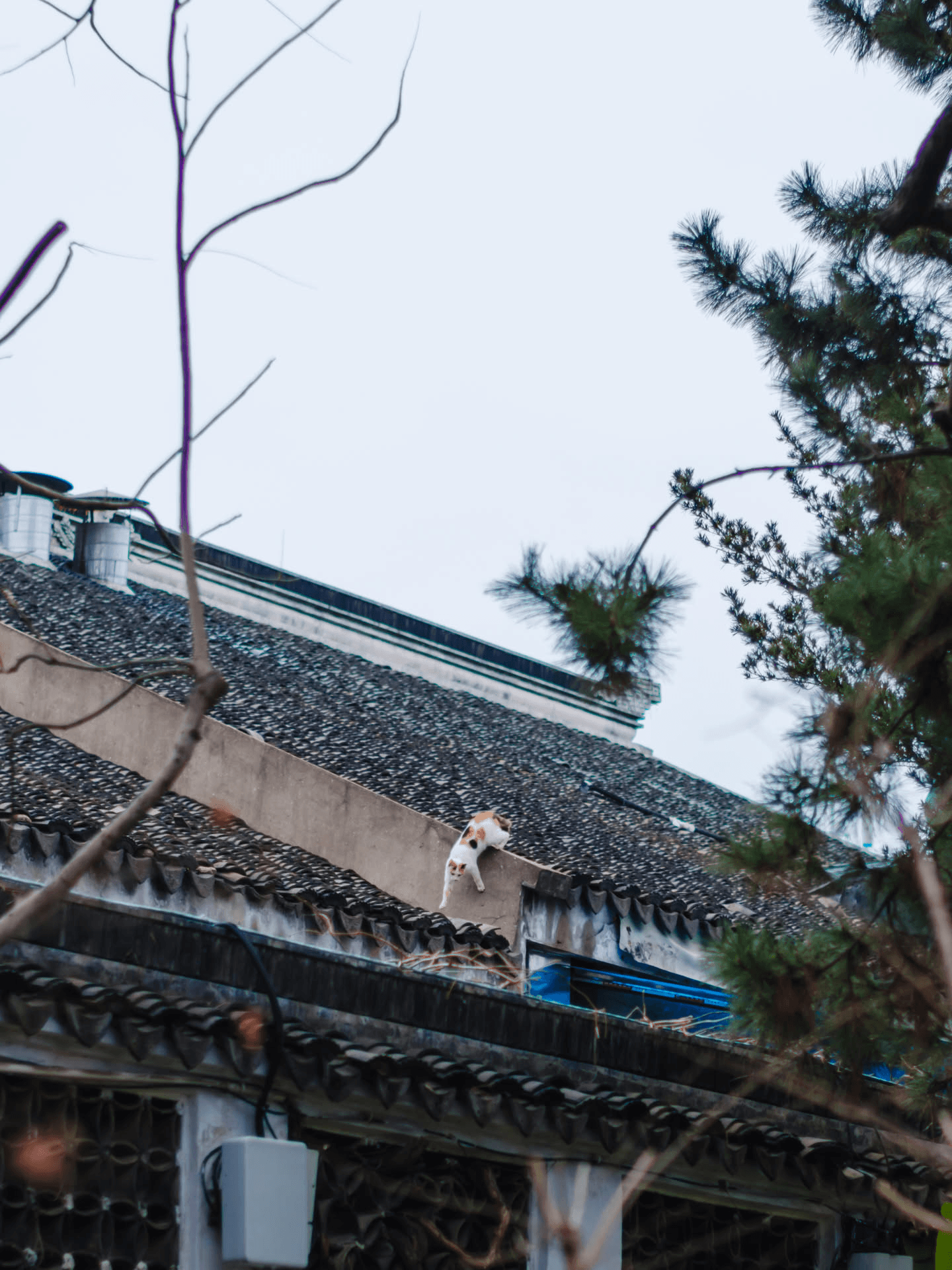 三号猫咪，太远了，我也不知道拍猫用 58mm 定焦干嘛。