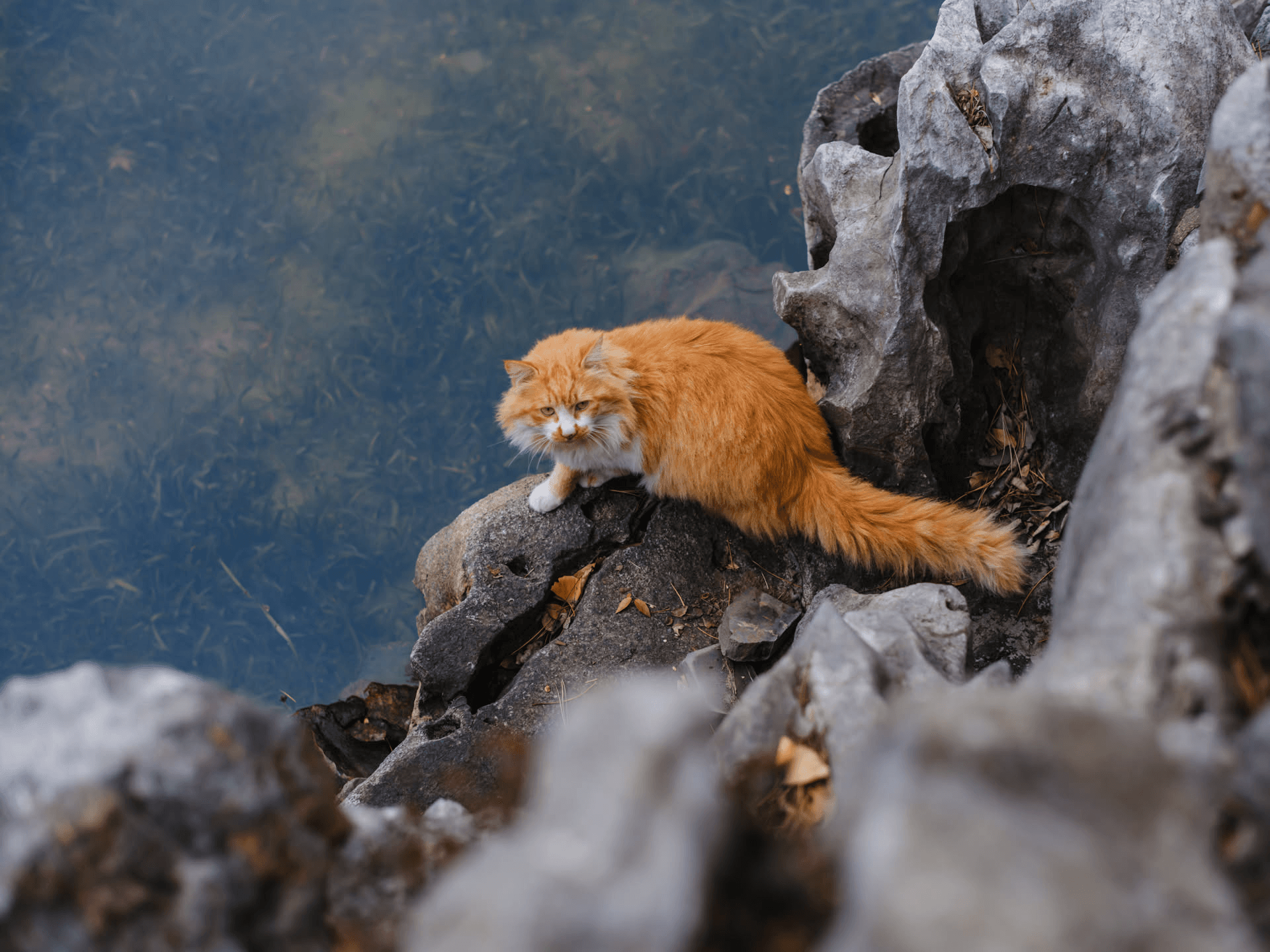 喝完水，砸吧砸吧嘴就走了，相机的对焦和连拍性能跟不太上