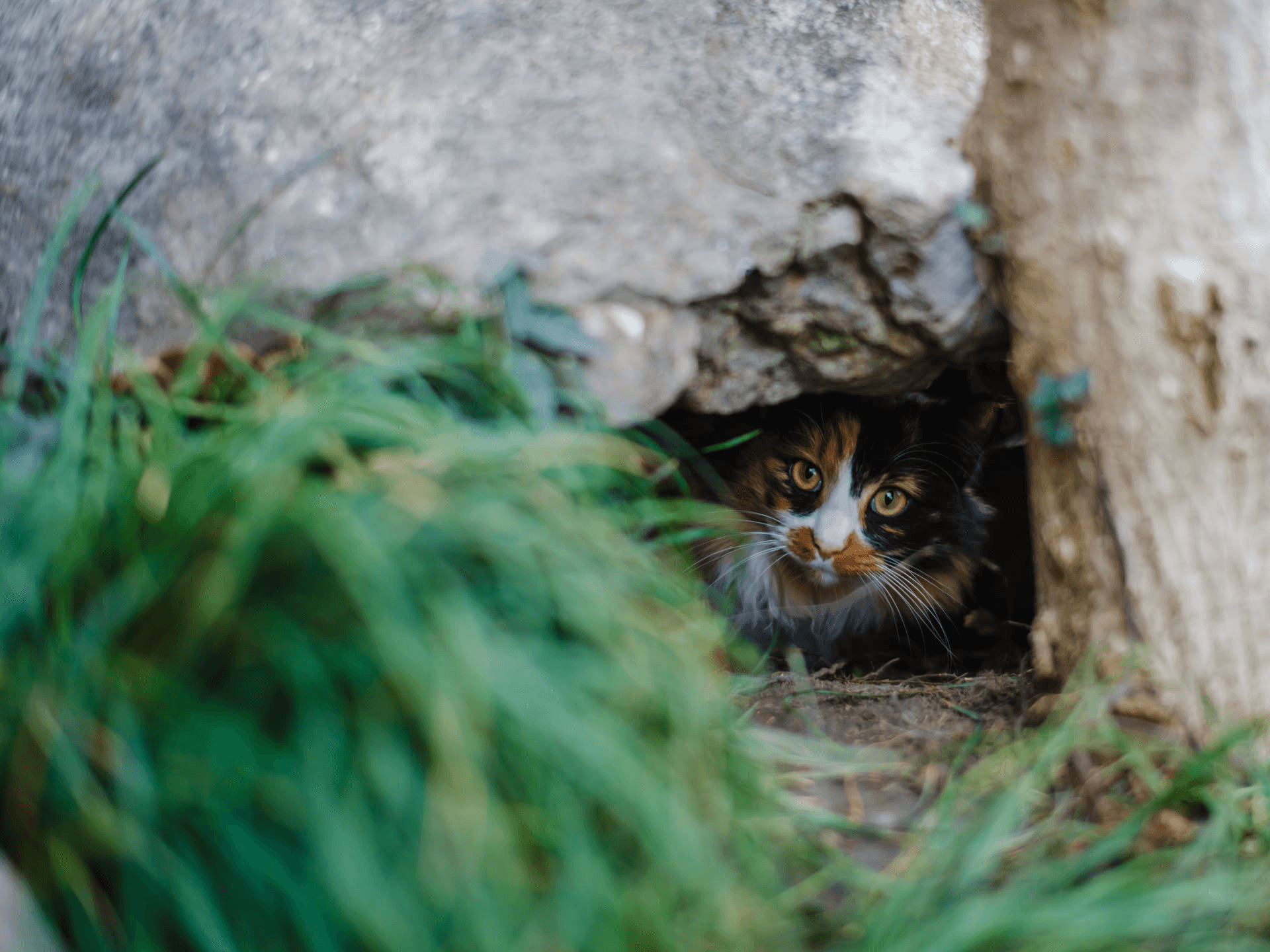 五号猫咪，躲在假山的石洞内