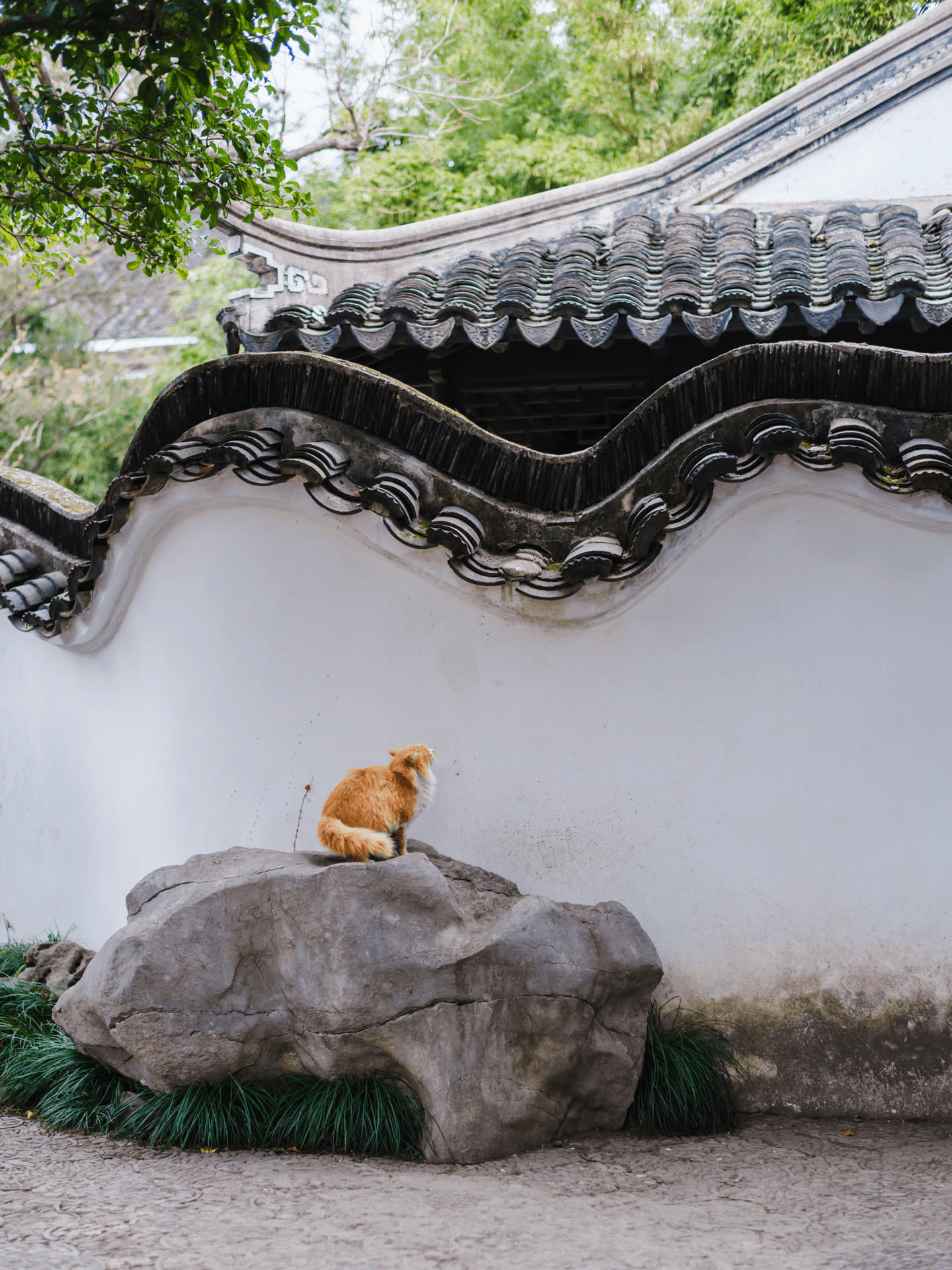 蓄力，然后没拍到飞猫……